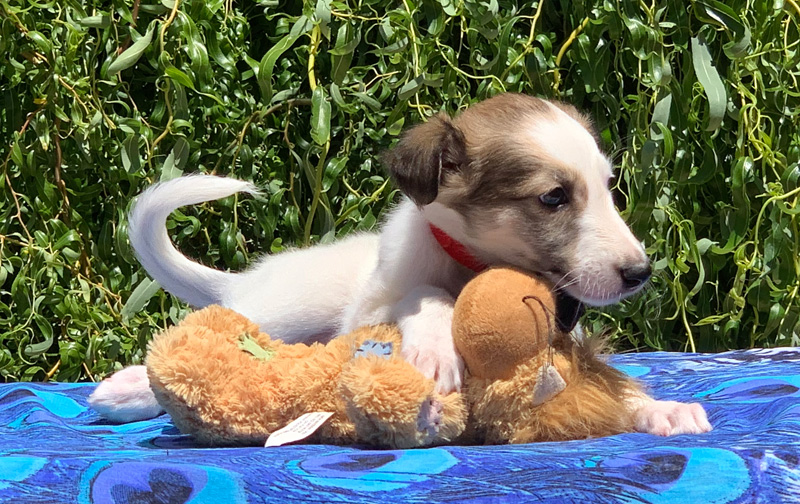 5 weeks - Boy 4 Cute